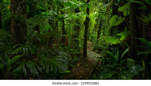 Tropical Rain Forest In Central America