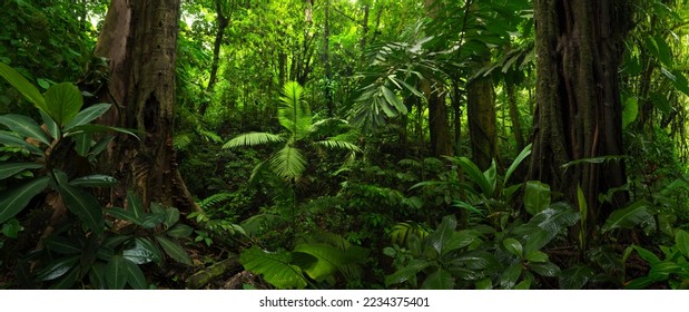 Tropical rain forest in Central America