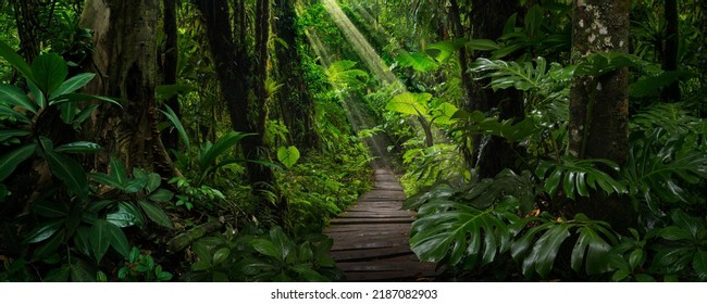 Tropical Rain forest in Costa Rica - Shutterstock ID 2187082903