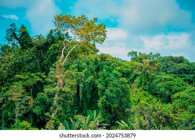 Tropical Rain Forest In Equatorial Guinea