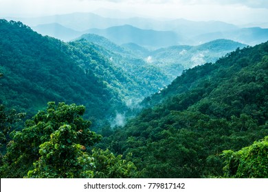 232,629 Thai forest Images, Stock Photos & Vectors | Shutterstock