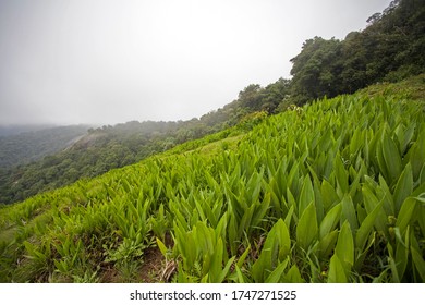 Tropical Rain Forest Live Again In The Rainy Season