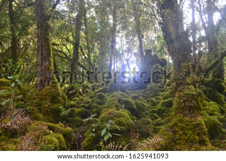 Tropical rain forest at mount Binaiya hiking trails