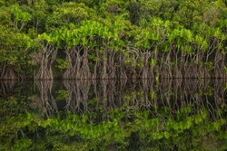 Tropical Rain Forest Is Reflected In Calm Water