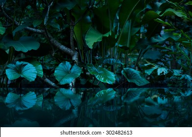 Tropical Rain Forest With Water Mirror