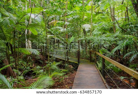Tropical rainforest board walk in Cairns, Queensland, Australia