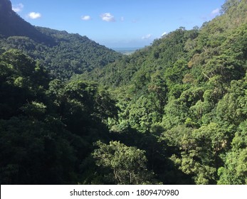 Tropical Rainforest In Cairns, QLD, Australia.