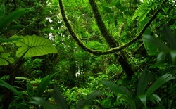 Tropical Rainforest In Central America