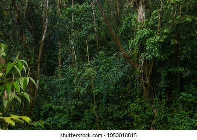 Overgrowth Amazon Jungle Stock Photo (Edit Now) 1167237472