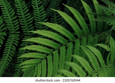 Tropical rainforest fern leaves pattern on black background, lush foliage plant green nature background. - Powered by Shutterstock