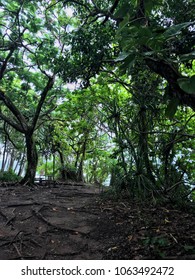 Tropical Rainforest, Fitzroy Island, Cairns