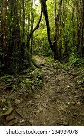 Tropical Rainforest Floor