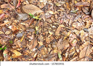 Tropical Rainforest Floor, Forest Ground