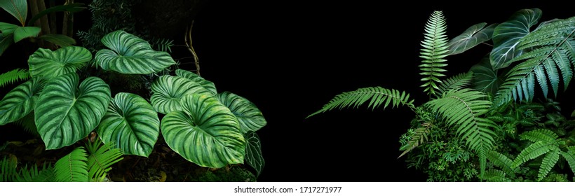 Кусты растений тропических тропических лесов (папоротники, пальмы, листья филодендронов и тропических растений) в тропическом саду на черном фоне, зеленые пестрые листья узор природа кадр лесной фон.