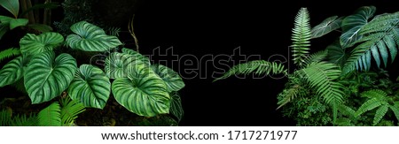 Tropical rainforest foliage plants bushes (ferns, palm, philodendrons and tropic plants leaves) in tropical garden on black background, green variegated leaves pattern nature frame forest background.