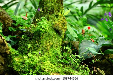 Tropical Rainforest Landscape