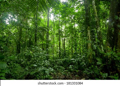 Tropical Rainforest Landscape, Amazon  Yasuni, Ecuador