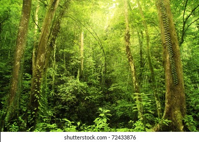 Tropical Rainforest Landscape, Malaysia, Asia