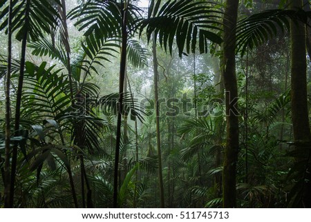 Tropical Rainforest Landscape,Tropical forest,Forest