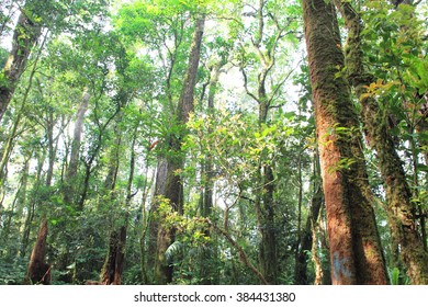 Get Tropical Rainforest In Sumatra Indonesia Images