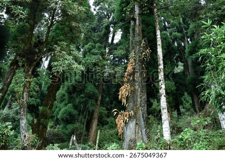 Tropical Rainforest Pine Tree in hilly regions
