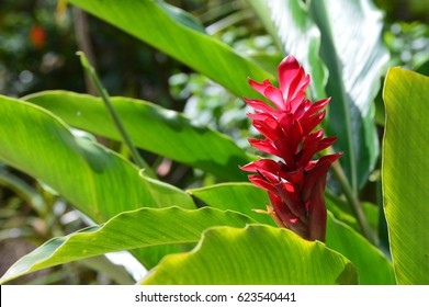 Tropical Rainforest Plant 