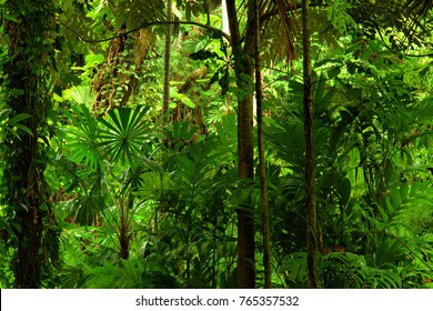 Tropical Rainforest, Queensland, Australia