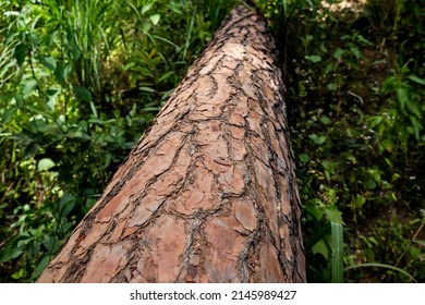 Tropical Rainforest. Tall Trees And Grass