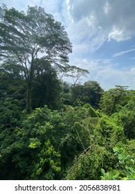 Tropical Rainforest, Tree Top Walk, Southern Ridges, Singapore