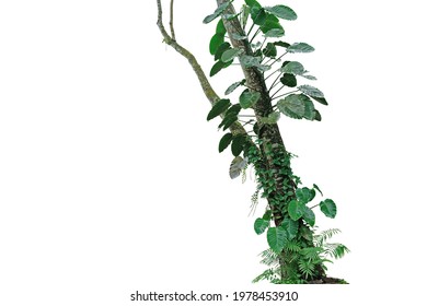 Tropical rainforest tree trunk with climbing vine plants philodendron, syngonium, forest orchid, fern and moss. Tropic leaves foliage plants growing on jungle tree isolated on white with clipping path - Powered by Shutterstock