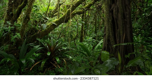 Tropical rainforest with trees in Costa Rica - Shutterstock ID 2334387121