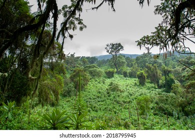 Tropical Rainforest View Rwanda Africa During Gorilla Trek