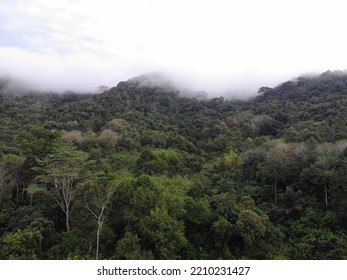 Tropical Rainforests Most Biologically Diverse Terrestrial Foto Stok ...