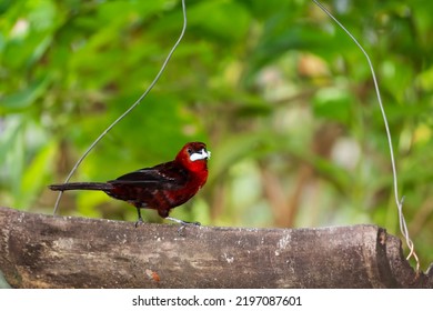 Tropical Red Bird, Silver-beaked Tanager, Eating Food From A Natural Bird Feeder In Trinidad And Tobago.