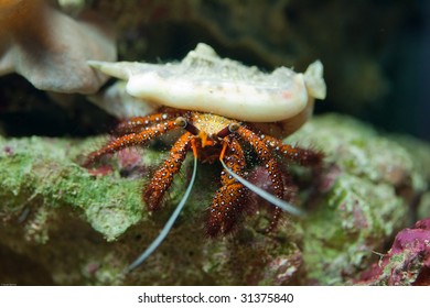 Tropical red crab in aquarium