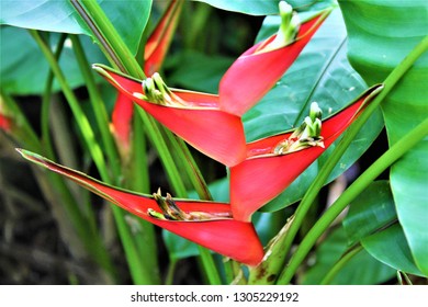 Tropical Red Flower closeup