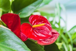 Tropical Red Flowers, Anthurium Macro Photo With Selective Soft Focus