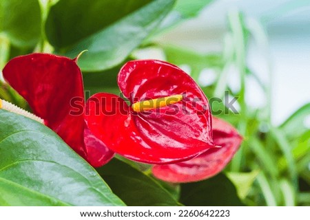 Tropical red flowers, Anthurium macro photo with selective soft focus