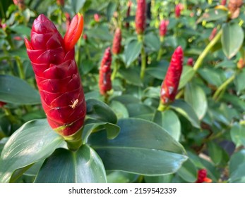 2,340 Alpinia purpurata flower Images, Stock Photos & Vectors ...