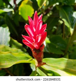 Tropical red ginger flowers ( latin name Alpinia purpurata) , red ginger, also called ostrich plume and pink cone ginger growing in St Vincent and the Grenadines nature.  Red ginger flowers. 