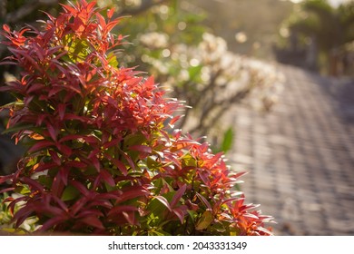 tropical red leaves, blooming tree, roof at sunset