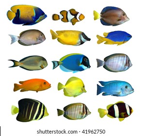  Tropical Reef Fish