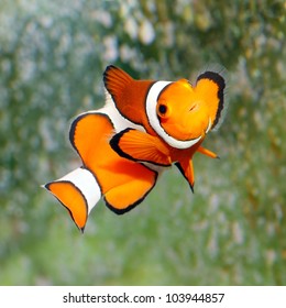 Poisson Clown Images Stock Photos Vectors Shutterstock