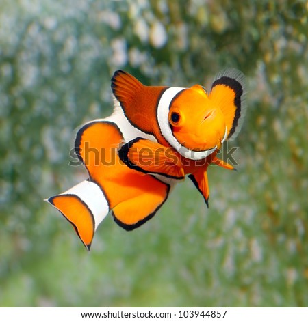 Similar – Tropical reef fish Life