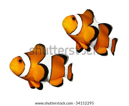 Tropical reef fish - Clownfish (Amphiprion ocellaris) - isolated on white background