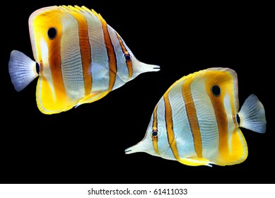 Tropical Reef Fish Isolated, Black Background