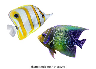 Tropical Reef Fish - Isolated On White Background