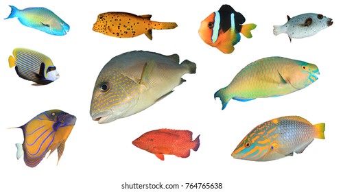 Tropical Reef Fish Isolated On White Background