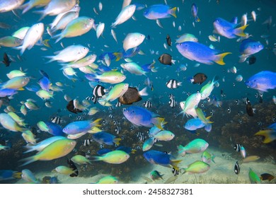 Tropical reef fish swimming above healthy coral reef