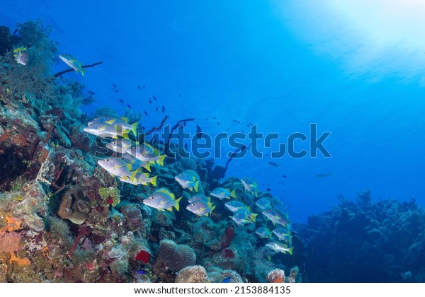 A tropical reef scene underwater in the Caribbean\
sea. A school of fish called schoolmaster snappers swim through the\
coral and sponge under the deep blue water. The sun beams penetrate\
the surface